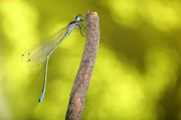 Junge Libelle Senkrecht Auf Einem Stock Und Vor Grünem Hintergrund — Stockfoto
