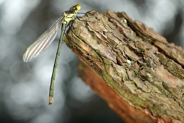 Libelleninsekt Auf Kiefernrinde Und Farbigem Hintergrund — Stockfoto