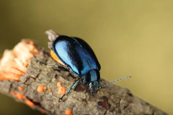 Árbol Aliso Hurmak Insecto Palo Fondo Claro — Foto de Stock