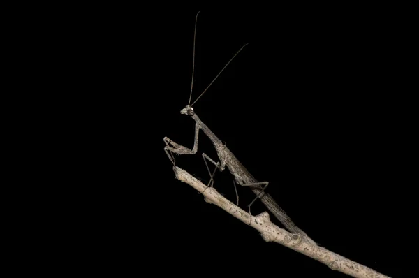 Πορτρέτο της mantis — Φωτογραφία Αρχείου