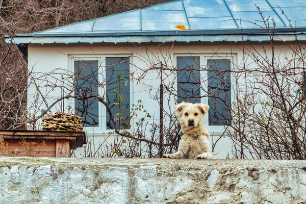 Perro Callejero Feroz Enero 2022 Península Crimea — Foto de Stock