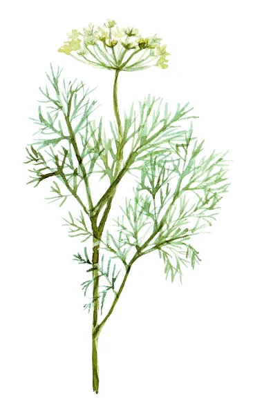 Čerstvá bylina a větev koření. Obrázek barvy akvarelu — Stock fotografie