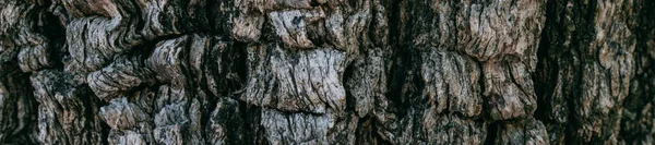 Die Struktur Der Rinde Eines Großen Alten Baumes Einem Sonnigen — Stockfoto
