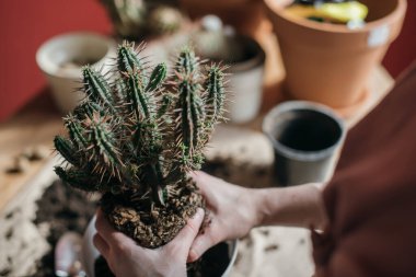 Genç kadın nakil kaktüsü evde. Bir ele yakın çekim. Evinde ev bitkileri olan güzel bir kız. Bahar saksısı çiçek bakımı