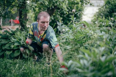Bahçede bir adam çalışıyor, yabani otlarla uçuyor, çimlerle ilgileniyor. Parlak iş kıyafetleri içinde genç bir adam çimenleri söker, şakayık çalılarının yakınındaki toprağı temizler.