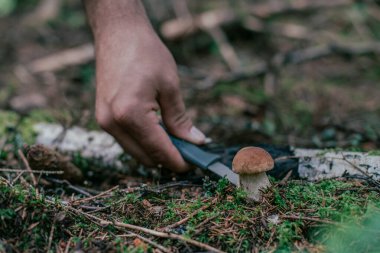 Ormanda mevsimlik yenilebilir mantar toplama. Bıçaklı bir adamın eli dikkatle yerden bir mantar kesiyor..