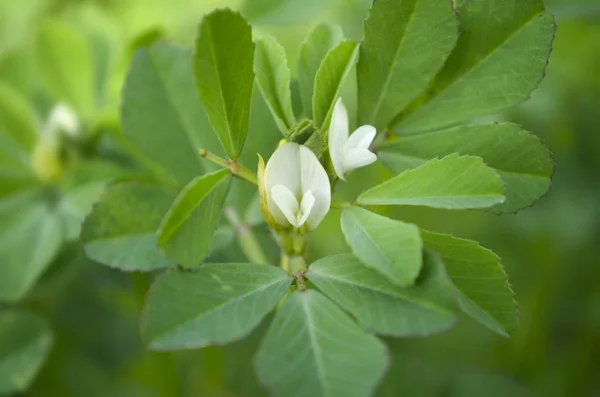 Flores y hojas de alholva — Foto de Stock