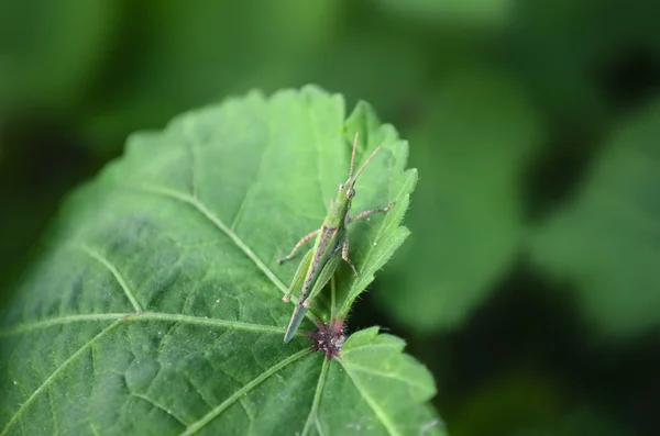 Природні grasshoppper камуфляж — стокове фото