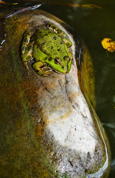 Frosch auf einem Felsen in einem Teich — Stockfoto