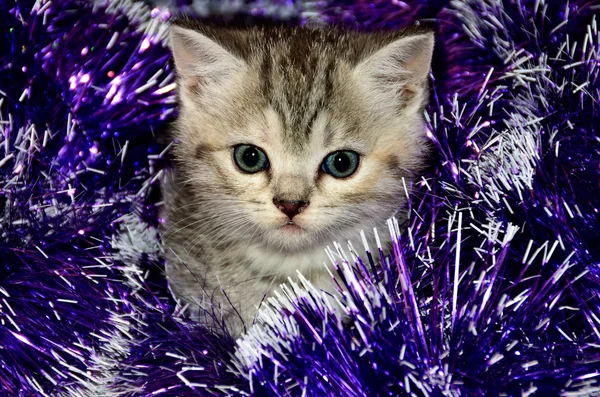 子猫クリスマス見掛け倒しとストライプ Royaltyfria Stockbilder