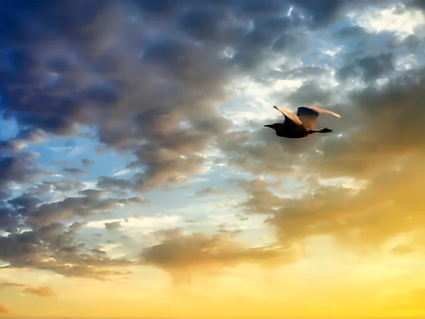 Птах Польоті Заході Сонця Небо — стокове фото