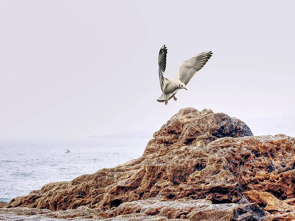 Rocky Seascape Atlantic Ocean Foggy Day — Stock Photo, Image