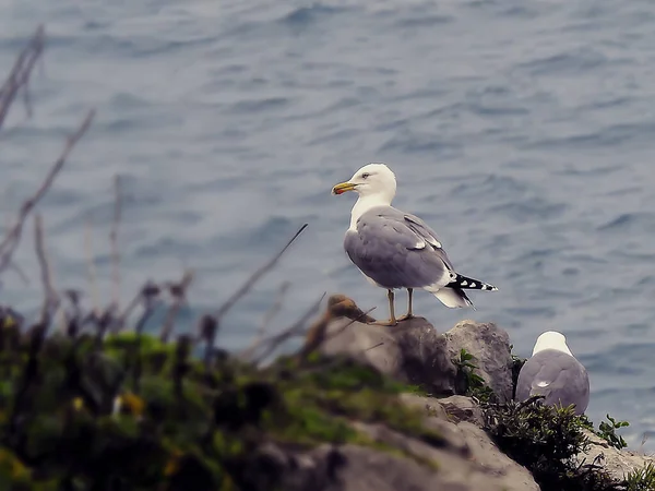 Atlantic Seagull Winter Day — Photo