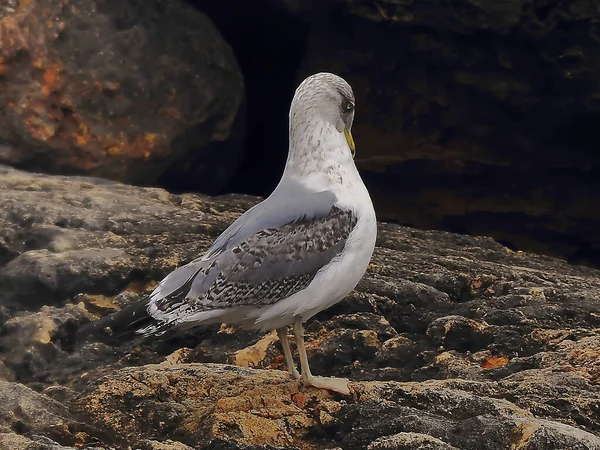 Atlantic Seagull Winter Day — Foto Stock