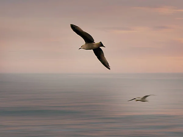 Atlantic Seagull Winter Day — Fotografia de Stock
