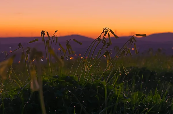 Ländliche Landschaft Bei Sonnenaufgang Zur Blauen Stunde — Stockfoto