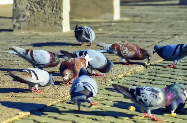 Голуби Чайки Тротуарі Змагаються Деякі Крихти — стокове фото