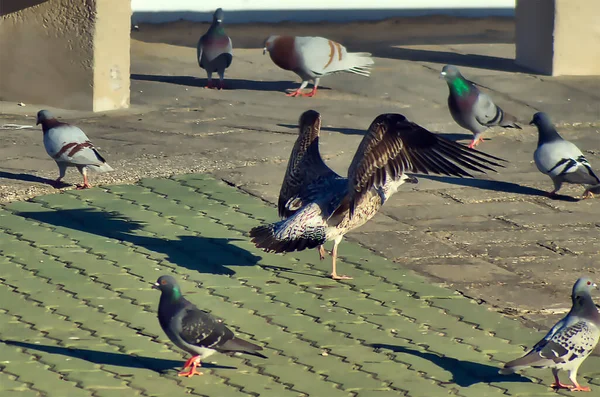 Pigeons Mouettes Sur Trottoir Compétition Pour Quelques Miettes — Photo