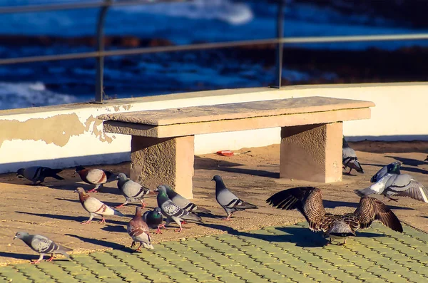 Gołębie Mewy Chodniku Rywalizują Okruszki — Zdjęcie stockowe