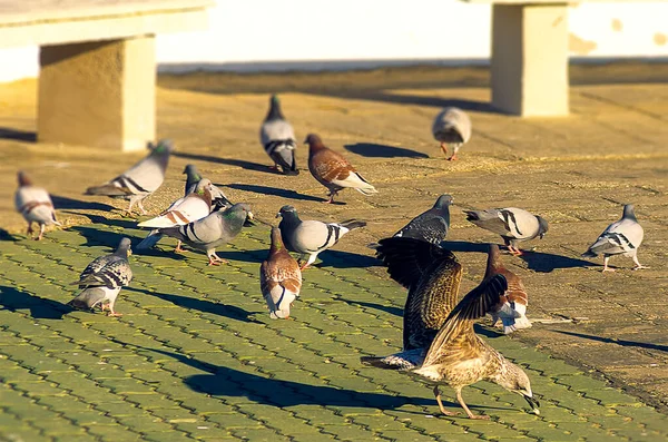 Duvor Och Måsar Trottoaren Tävlar Några Smulor — Stockfoto