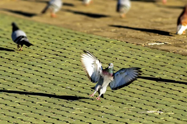 Kaldırımda Güvercinler Martılar Kırıntılar Için Yarışıyor — Stok fotoğraf