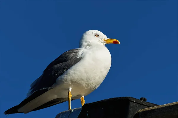 Seagulls Atlantic Coast Winter Day — Stock Photo, Image