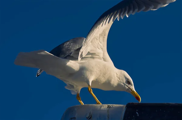 Gaviotas Costa Atlántica Día Invierno — Foto de Stock