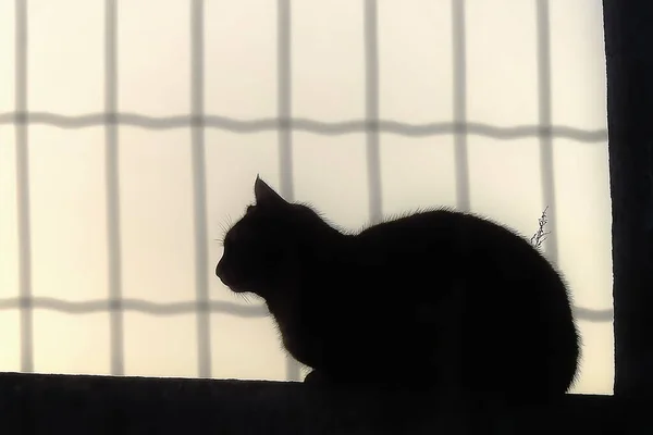 Silhouette Cat Fence Sunset — Stock Photo, Image