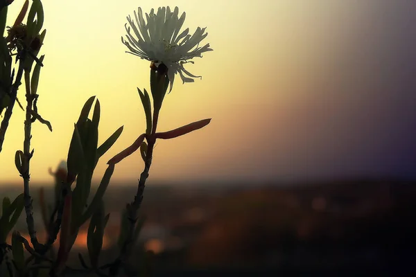 Fleurs Sauvages Premier Plan Dans Lumière Coucher Soleil — Photo