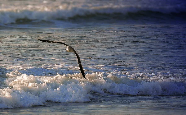 Une Mouette Volant Niveau Eau Travers Océan — Photo