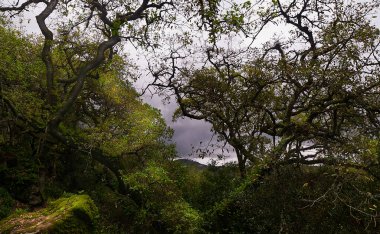 Dalları yosun dolu bükülmüş ağaçlarla dolu bir orman.