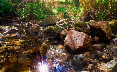 Bir sürü bitki içeren bir dereden görünüm