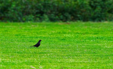 Parktaki yeşil çimlerin üzerinde bir karatavuk
