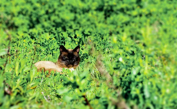 Een Kat Het Gras Die Profiteert Van Hitte Van Zon — Stockfoto