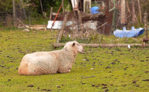 Овцы Пасли Поле Рядом Деревней — стоковое фото