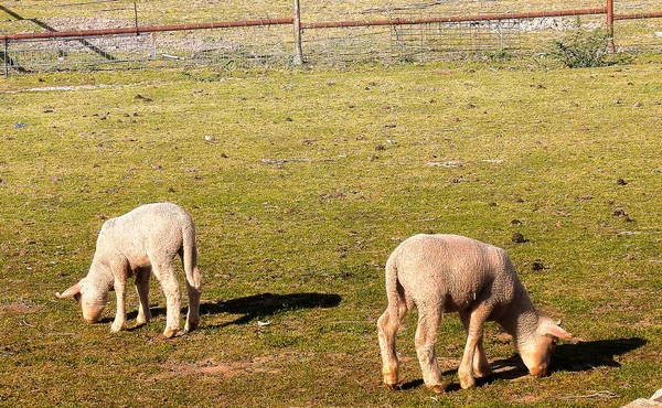 Schapen Grazen Een Veld Bij Het Dorp — Stockfoto