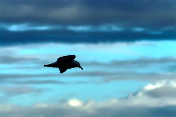 Vol Oiseau Après Pluie Sur Ciel Dans Les Tons Bleu — Photo