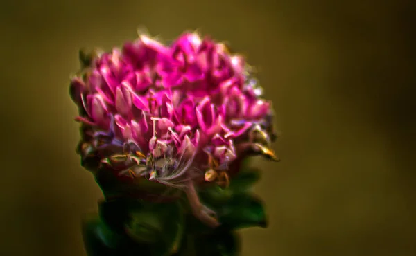 Field Flower Detail Foreground Cream Background — Photo