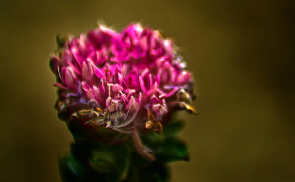 Flor Campo Detalle Primer Plano Sobre Fondo Crema — Foto de Stock