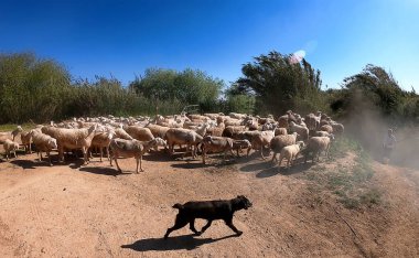 Bir koyun sürüsünün yoldan geçtiği kırsal alan.