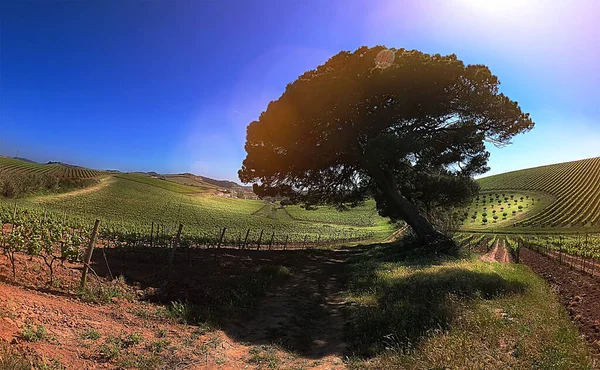 Rural Landscape Field Crops Afternoon Light — Foto de Stock