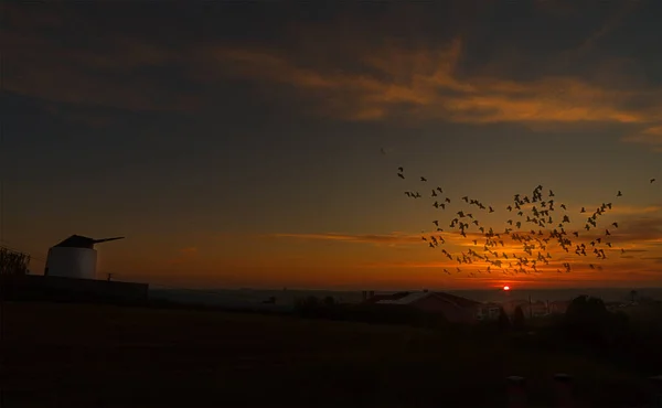Rural Landscape Sunset Flock Birds Flight — Stock Fotó