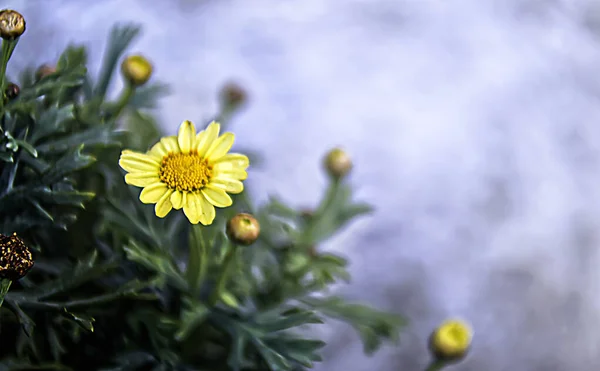 Цветы Переднем Плане Солнечном Свете Размытым Фоном — стоковое фото
