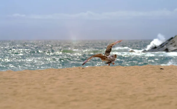 Бесплатные Чайки Песке Пляже Солнечном Свете — стоковое фото