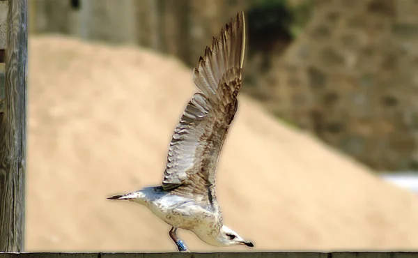 Mouettes Gratuites Sur Sable Plage Soleil — Photo