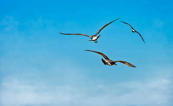 Tre Måger Flyver Mod Den Blå Himmel - Stock-foto