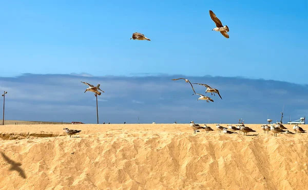 Fiskmåsarnas Koloni Sandstranden Morgon — Stockfoto