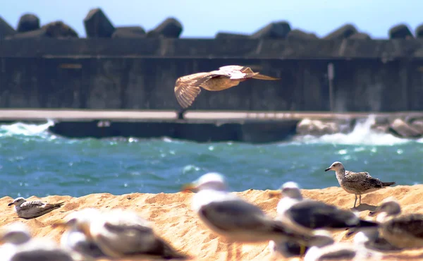 Colonie Mouettes Sur Plage Sable Matin — Photo