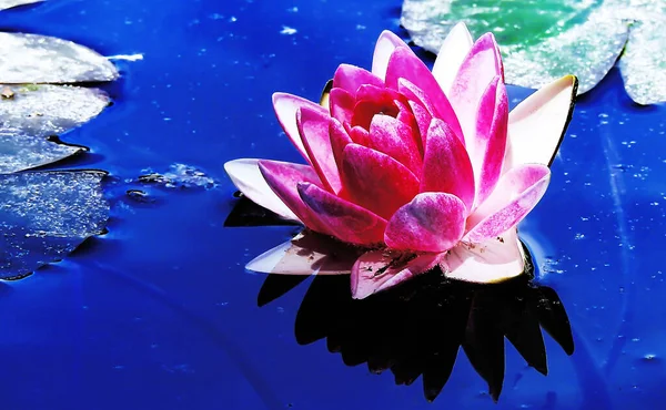 A pink water lily flower floating on the water