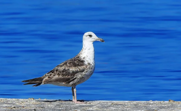 Seagull Profile Sea Background — Stockfoto